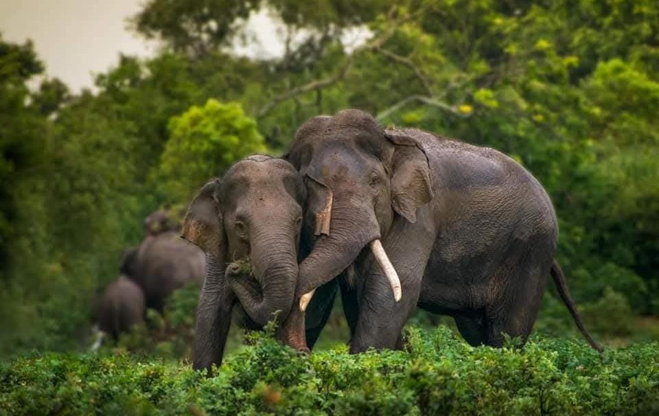 जैव विविधता का संरक्षण हम सभी का कर्तव्य, जैव विविधता दिवस के अवसर पर जिले वासियों को जितेंद्र सारथी ने दी बधाई।